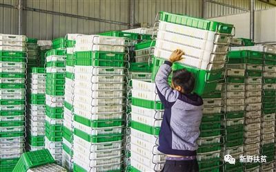 菜園子里種出幸?；?新野縣施庵鎮農產品蔬菜基地
