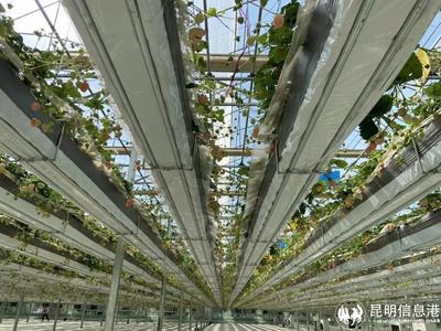 呈貢寶珠梨、繡球花、草莓等農(nóng)特產(chǎn)品亮相2023全國&ldquo;土特產(chǎn)&rdquo;集中推薦活動(dòng)現(xiàn)場(chǎng)
