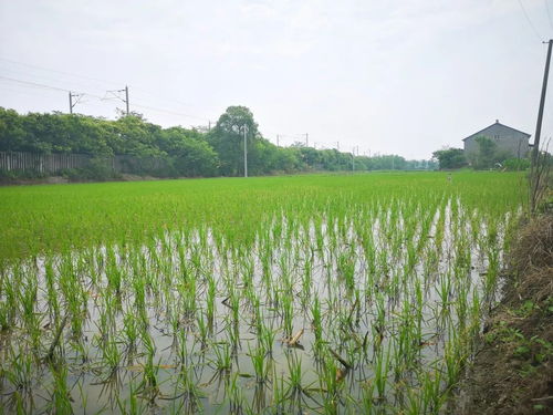 黨建引領社會化服務，八嶺山鎮催生農業發展新動能