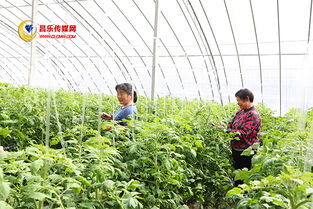 高崖水庫庫區 加快現代農業發展，打造有機農產品供銷基地
